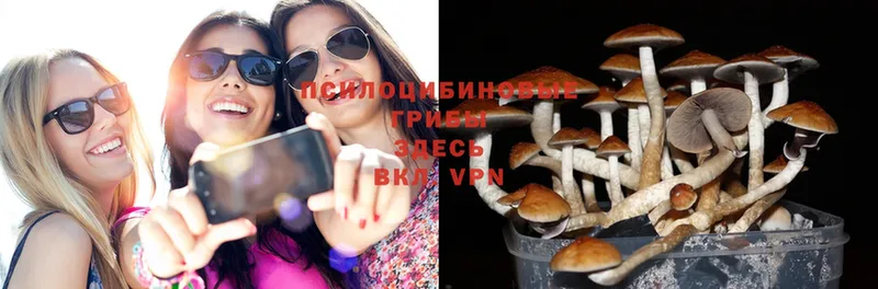 Галлюциногенные грибы Psilocybine cubensis  Ульяновск 